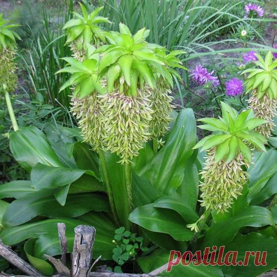 Эукомикс Биколор (Bicolor) – Цветник поволжья