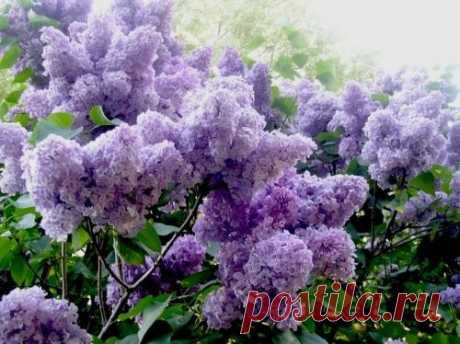 СИРЕНЬ | 707 фотографий