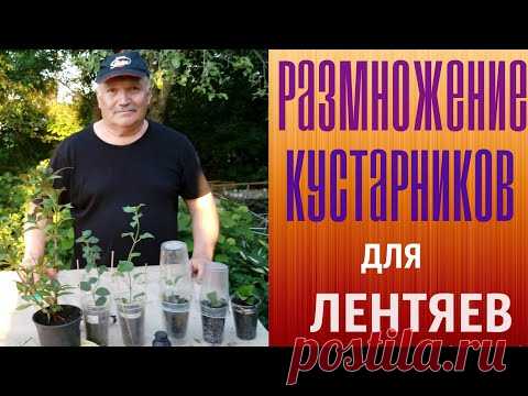 Размножение кустарников для лентяев.