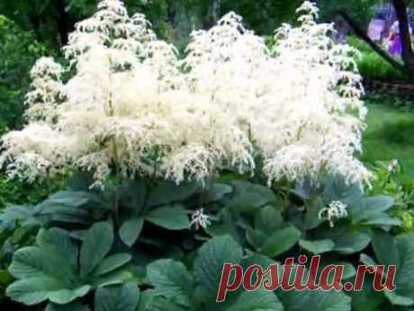 Роджерсия .Rodgersia.