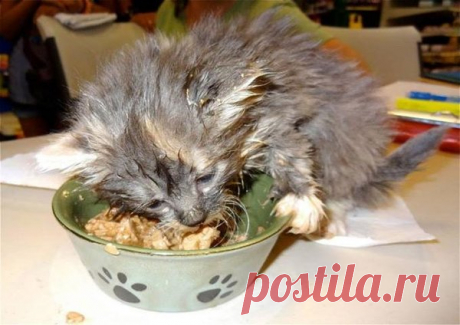 Брошенные | Я и дача | Яндекс Дзен