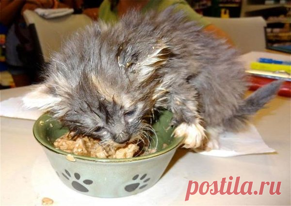 Брошенные | Я и дача | Яндекс Дзен