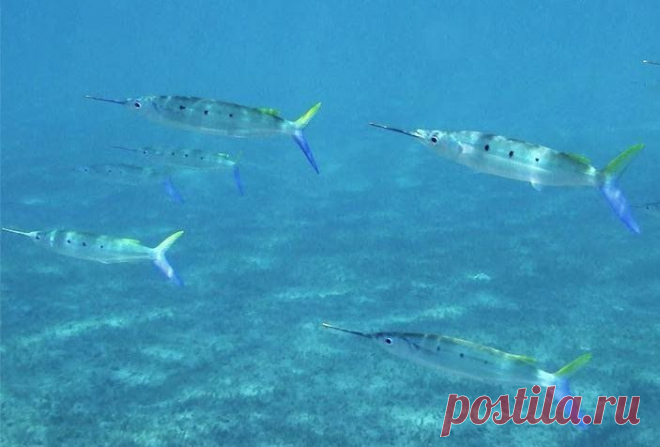 Полурыл, Одногуб, Hemirhamphus far, Esox far
Максимальные размеры: До 60 см и весом до 400 г.

Описание: Свое название представители семейства полурыловых получили за неравномерное развитие челюстей: верхняя челюсть у них короткая, а нижняя в той или иной мере удлинена, хотя у некоторых видов и очень незначительно. Нижняя челюсть у взрослых особей значительно выступает вперед, образуя длинный выступ, а верхняя сильно укорочена. Боковая линия проходит вдоль нижнего края тела. Хвостовой плавник