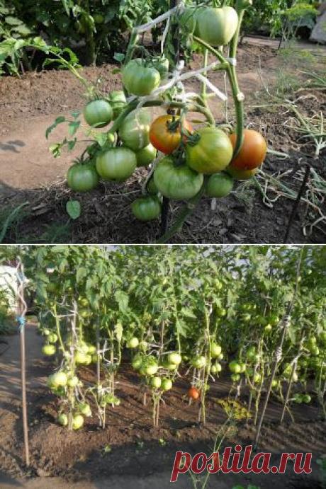 Дача ВИКТОРиЯ: Томаты - советы огородников-любителей