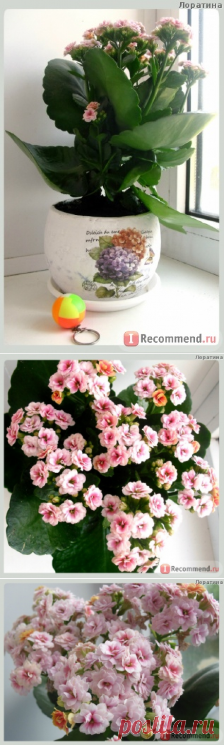 Каланхоэ Блоссфельда (лат. Kalanchoe blossfeldiana) - «Частица красоты с Мадагаскара на вашем подоконнике ❂ ❃ ❄ ❅ Не думала, что каланхоэ бывает таким чудесным ❂ ❃ ❄ ❅» | Отзывы покупателей