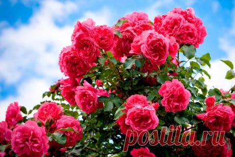 Сорта роз с самым сильным ароматом. Самые ароматные розы с фото и названиями сортов