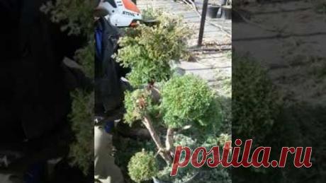 Формування туй