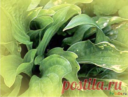 Хоста: предупреждаем болезни {ФЕрмер САдовод ДАчник}