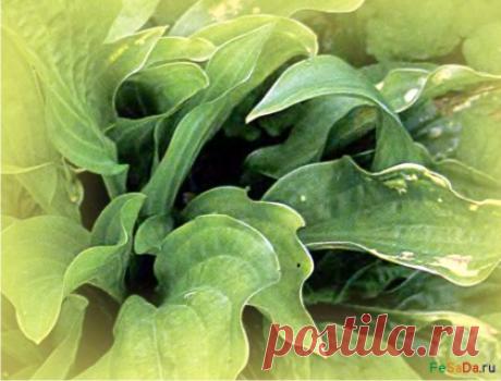 Хоста: предупреждаем болезни {ФЕрмер САдовод ДАчник}