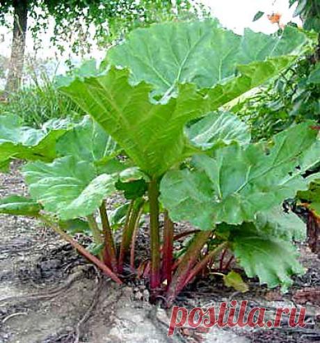 Как выращивать ревень на садовом участке