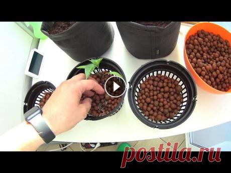 Пересадка растения в гидропонику. Пересаживаем растение из кокоса, где он проращивался в установку DWC для дальнейшего взращивания самым прогрессивным способом. Используя все передовые...