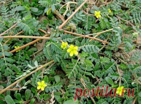Сегодня я расскажу про якорцы, чудодейственную многоцелевую травушку.

Якорцы стелющиеся – это однолетнее растение. Травянистое. Плод покрыт острыми шипами, поэтому данное растение так не любят велосипедисты и любители ходить по природе босиком.

Они растут на песках и сухих местах, на щебенистых и меловых склонах, вдоль дорог, на пустырях. Якорцы обычно растут в сухих степях, но встречаются и в посевах на орошаемых землях.
Растение распространено в основном на Юге европей...