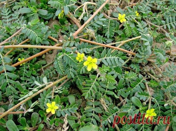 Сегодня я расскажу про якорцы, чудодейственную многоцелевую травушку.

Якорцы стелющиеся – это однолетнее растение. Травянистое. Плод покрыт острыми шипами, поэтому данное растение так не любят велосипедисты и любители ходить по природе босиком.

Они растут на песках и сухих местах, на щебенистых и меловых склонах, вдоль дорог, на пустырях. Якорцы обычно растут в сухих степях, но встречаются и в посевах на орошаемых землях.
Растение распространено в основном на Юге европей...