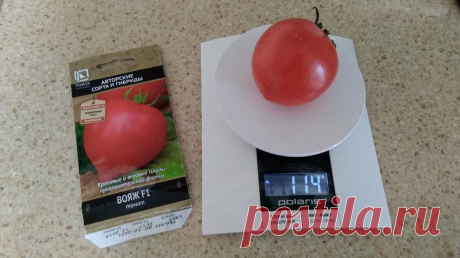 Принцип заселения помидорной теплицы (как не остаться без урожая). - nadachedom.ru