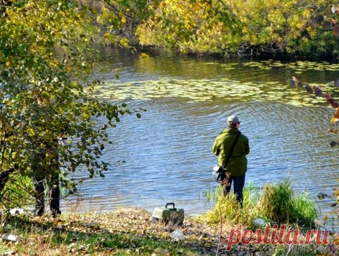 Ручейник на рыбалке: 5 особенностей природного рыбьего корма | Рыбалка для людей | Яндекс Дзен