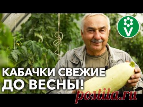 КАБАЧКИ БУДУТ СВЕЖИМИ НА 2 МЕСЯЦА ДОЛЬШЕ, если убирать и хранить их ТАК!