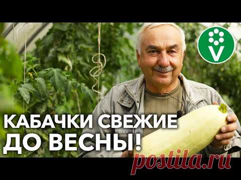 КАБАЧКИ БУДУТ СВЕЖИМИ НА 2 МЕСЯЦА ДОЛЬШЕ, если убирать и хранить их ТАК!