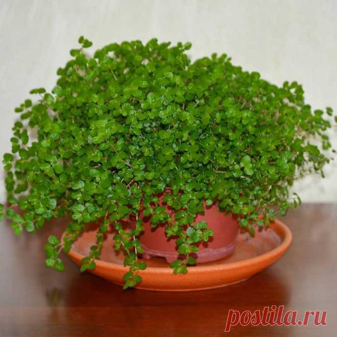 Комнатное растение Солейролия (Soleirolia). Солейролия - теневыносливое почвопокровное растение с крошечными листьями и тоненькими стеблями, образующими сплошной ковер. Род назван в честь капитана Солейроля, обнаружившего это растение в XIX в. на Корсике. Как выяснилось позже, это был единственный вид маленького рода растений, встречающихся еще и на Сардинии. В диком виде солейролия растет в расщелинах скал. В культуре ее часто выращивают в кашпо, где она смотрится весьма декоративно.