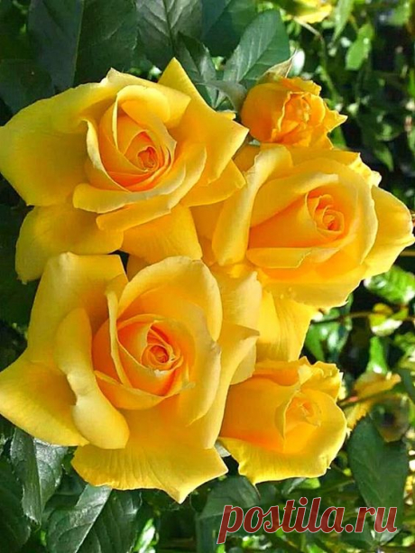 Yellow roses  |  Pinterest • Всемирный каталог идей