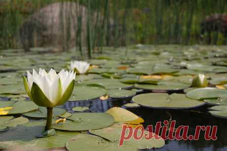 Solitude by Tudor Livada  /  https://photographyblogger.net  |  35 Beautiful Water Lily Pictures