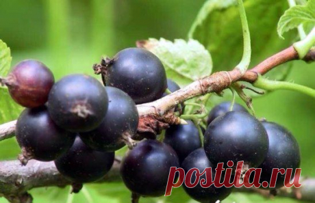 Борьба с мучнистой росой и почковым клещом