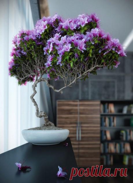 Карликовые деревья для дома: особенности ухода