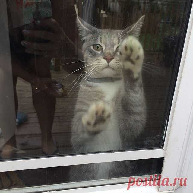 Эти вещи знакомы всем, у кого есть кот!