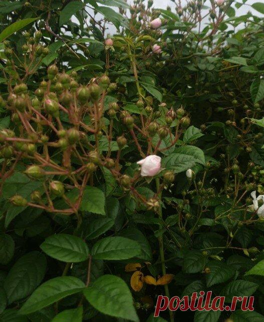 Цветы, с которыми не бывает проблем | Наталья Кудрявцева | Яндекс Дзен