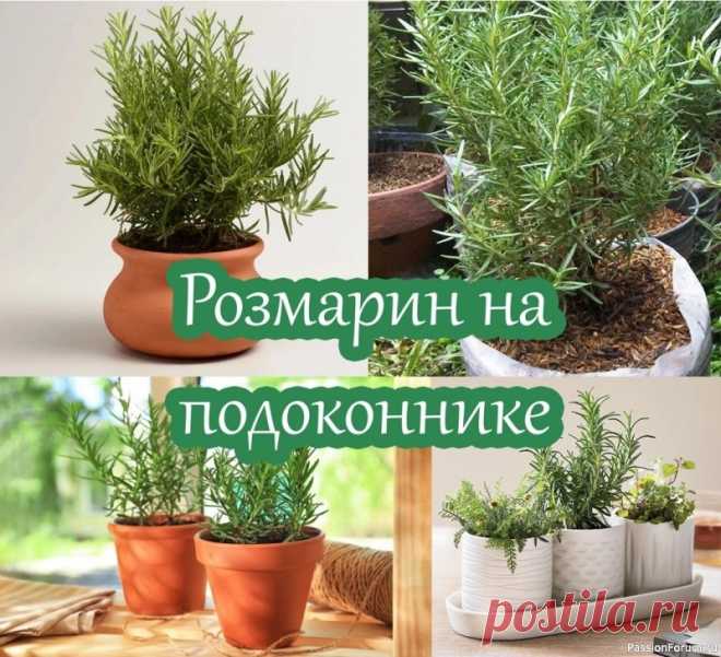 Розмарин на подоконнике Розмарин – это неприхотливое растение прекрасно растёт в домашних условиях и источает приятный аромат, обладающий фитонцидным действием. Розмарин произрастает в любой почве, которую периодически следует удобрять, а листочки опрыскивать. Растение стоит поставить в солнечное место и...