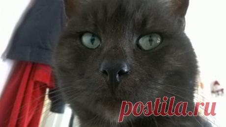 Наши коты - #1 | Кошка Чернуха и кот Беляшик | Яндекс Дзен