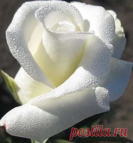 Милые Девушки, Женщины, Мамы и Бабушки, все цветы ДЛЯ ВАС !!!