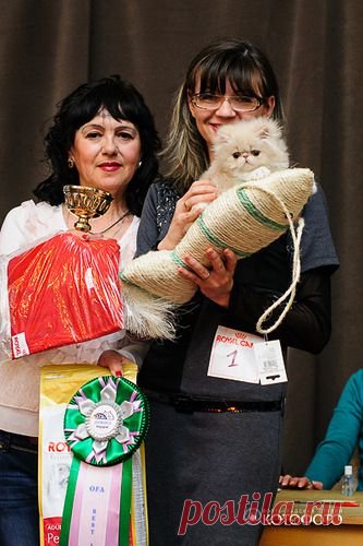 международная выставка кошек в апреле 2013 года!
Смотреть выставку на форуме - mauforum.ru в архиве выставок.Наша федерация-ОФА, клуб "Зоомир", дата проведения выставки апреля-6-7 2013 года.
Ссылка по нашей мартовской выставке - здесь
 http://mauforum.ru/viewtopic.php?f=44&t=51317