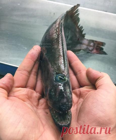 Ужасные морские чудовища на снимках мурманского рыбака (береги глаза)