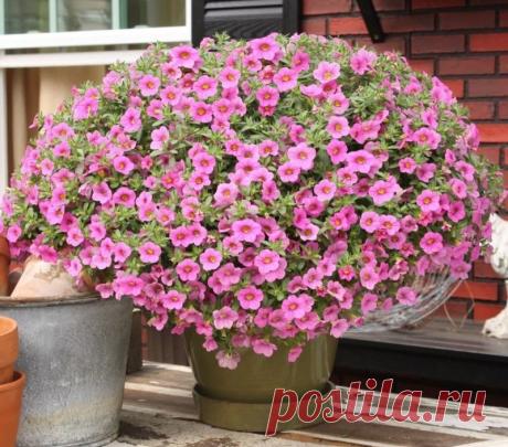 Супер-пышная и красивая петуния шариком: раскрываем секрет