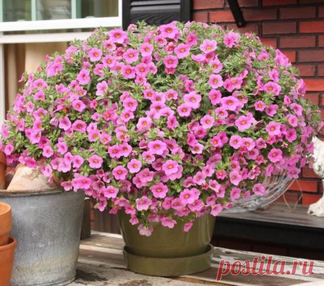 Супер-пышная и красивая петуния шариком: раскрываем секрет