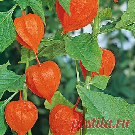 ФИЗАЛИС - золотая ягода .