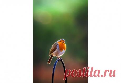 Победители конкурса садовой фотографии International Garden Photographer of the Year 2016 — Фотоискусство