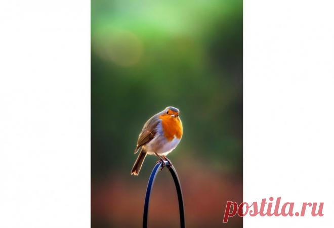 Победители конкурса садовой фотографии International Garden Photographer of the Year 2016 — Фотоискусство