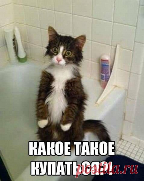 Кошачья философия — Конфуций отдыхает... | Дай лапку