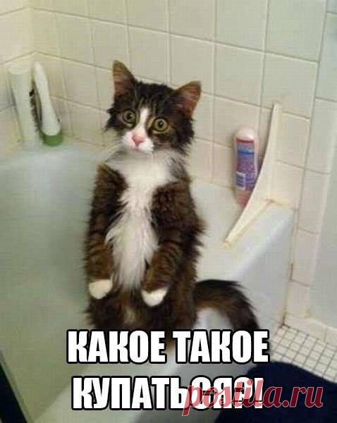 Кошачья философия — Конфуций отдыхает... | Дай лапку