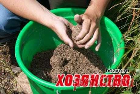 Приманка на леща
