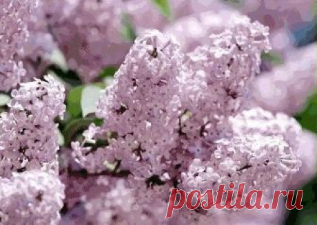 ПОКА ЦВЕТЕТ СИРЕНЬ ЗАПОЛНИТЕ БАНКУ РАСТИТЕЛЬНЫМ МАСЛОМ И  ЦВЕТКАМИ СИРЕНИ