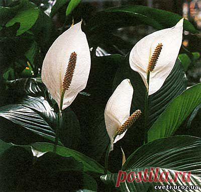 Спатифиллум. Spathiphyllum - Спатифилум - Комнатные цветы и растения - Каталог статей - Цветы и растения