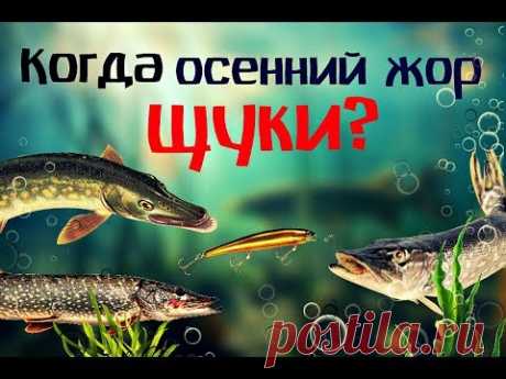 Когда начнётся осенний жор щуки? Как и на что ловить щуку в осенний жор?