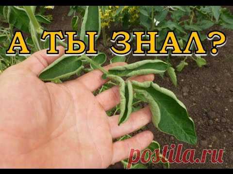 Почему скручиваются листья томатов?