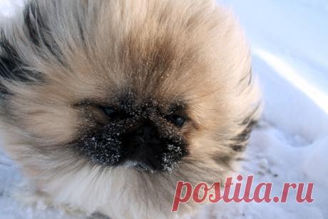 Пост о том, как пекинес Мишутка ходил водонапорную башню в снежном поле фотографировать