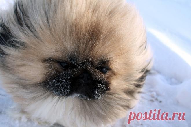 Пост о том, как пекинес Мишутка ходил водонапорную башню в снежном поле фотографировать
