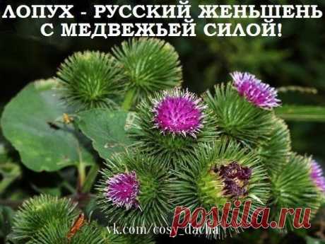 ЛОПУХ — РОССИЙСКИЙ ЖЕНЬШЕНЬ. | Дачники
