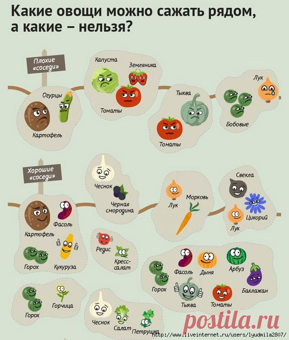 ПОЛЕЗНЫЕ СОСЕДИ И НЕ ОЧЕНЬ. 
Необходимо учитывать совместимость растений. Некоторые из них «помогают» друг другу, другие, наоборот, вредят. Все дело в особых химических веществах, которые растения выделяют в процессе жизнедеятельности, они оказывают на соседей разный эффект.
Составляем план для грядок. Судя по опыту огородников, постоянного места у растения на грядке быть не должно. Если сажать культуру из года в год, не меняя ее месторасположение, и с урожаем возникнут пр...
