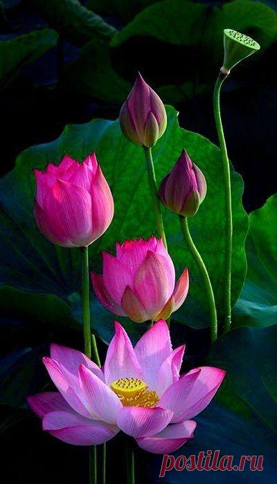 Пин на доске яЛОТОС